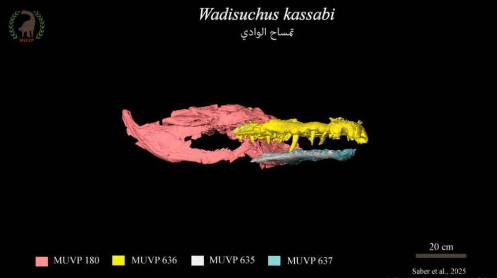 Découverte mondiale du Centre de paléontologie des vertébrés de l'Université de Mansoura